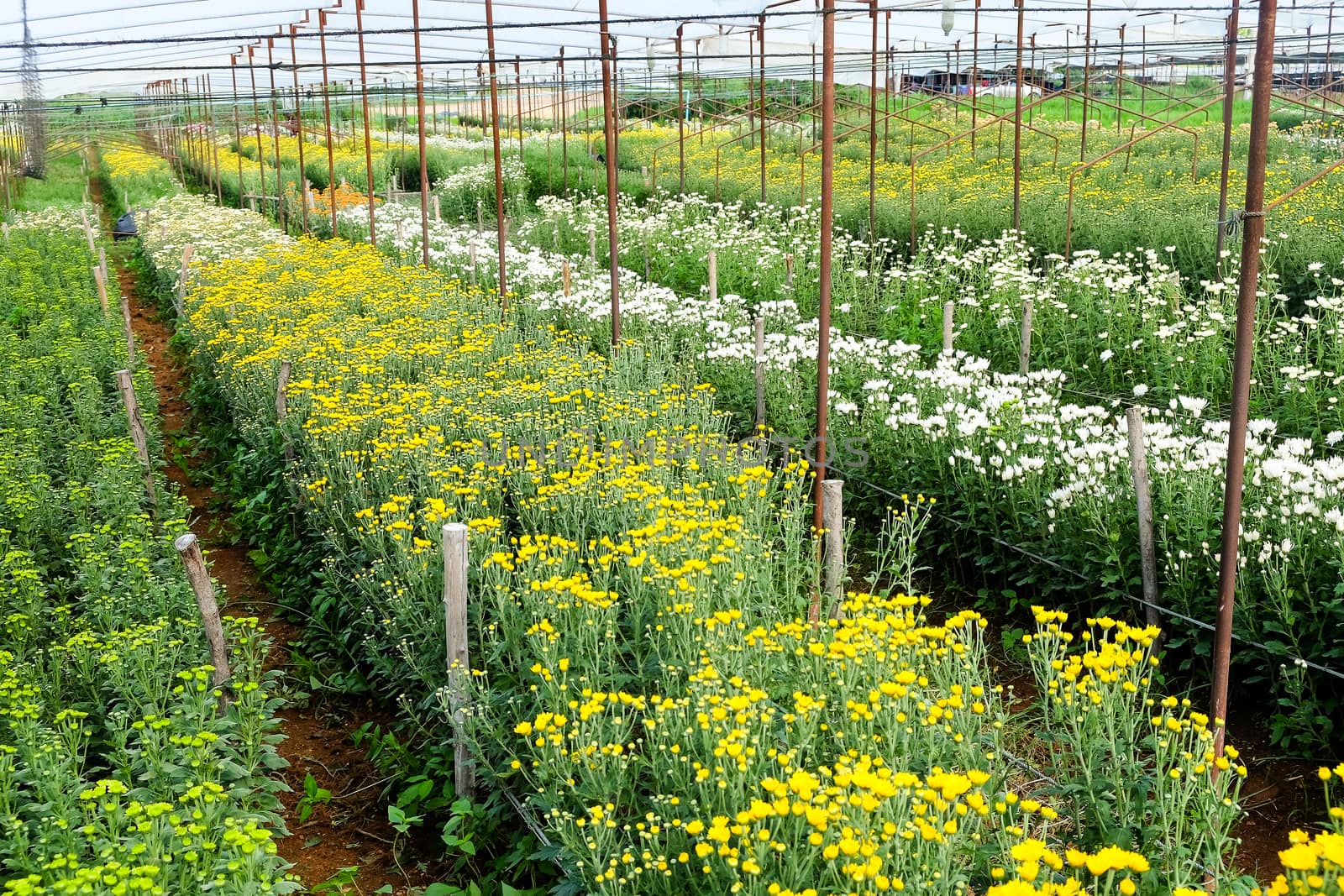 View of Gerbera cultivated flower beds and chrysanthemum flowers are being cultivated on a farm in Saraburi, Thailand