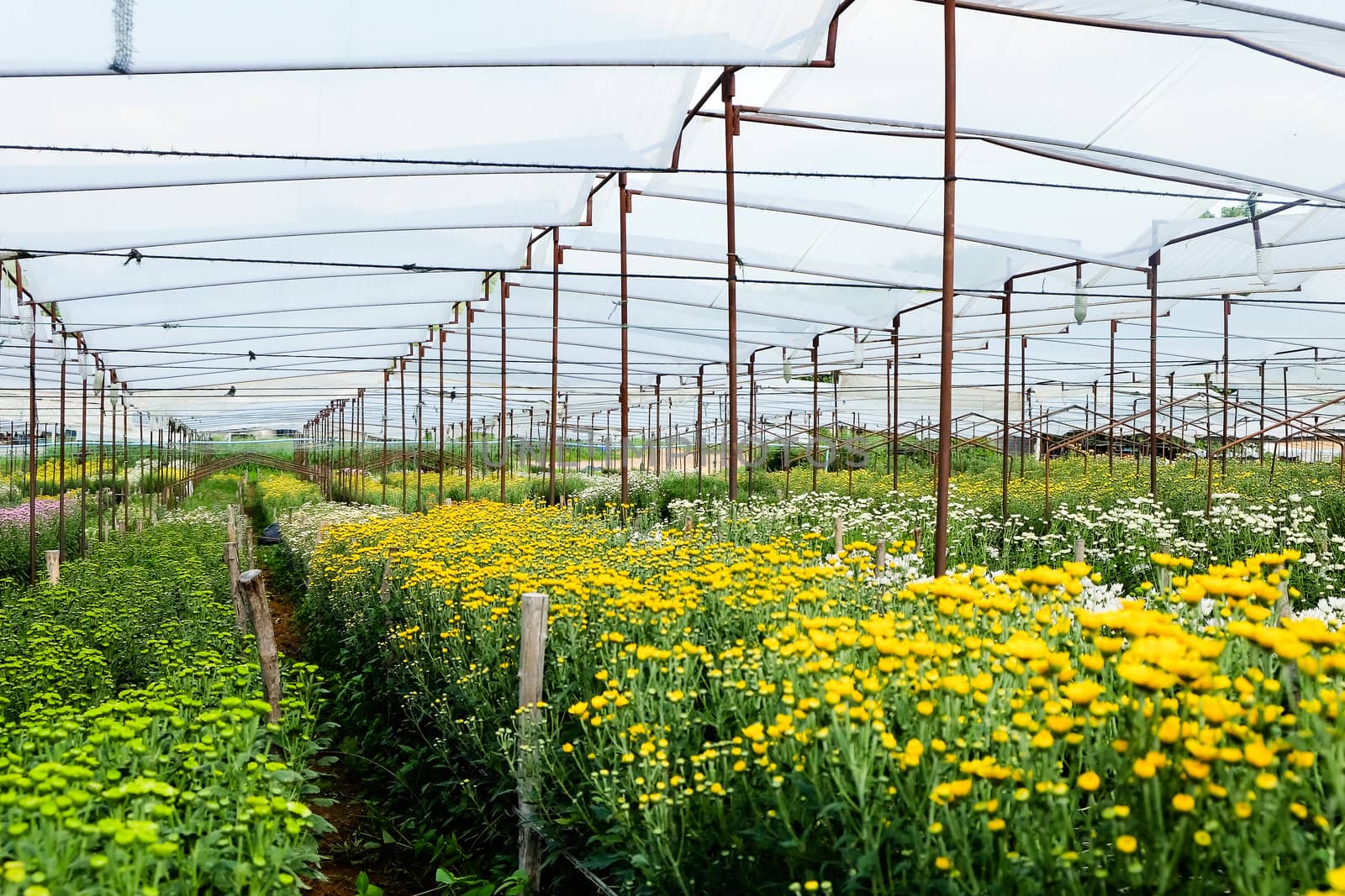View of Gerbera cultivated flower beds and chrysanthemum flowers are being cultivated on a farm in Saraburi, Thailand