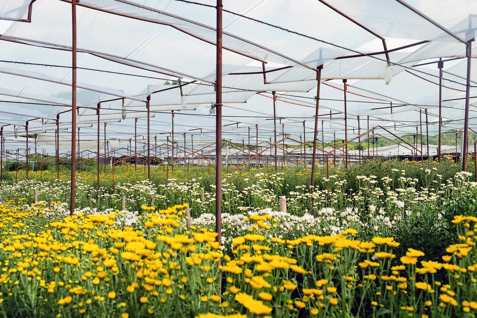 View of Gerbera cultivated flower beds and chrysanthemum flowers are being cultivated on a farm in Saraburi, Thailand