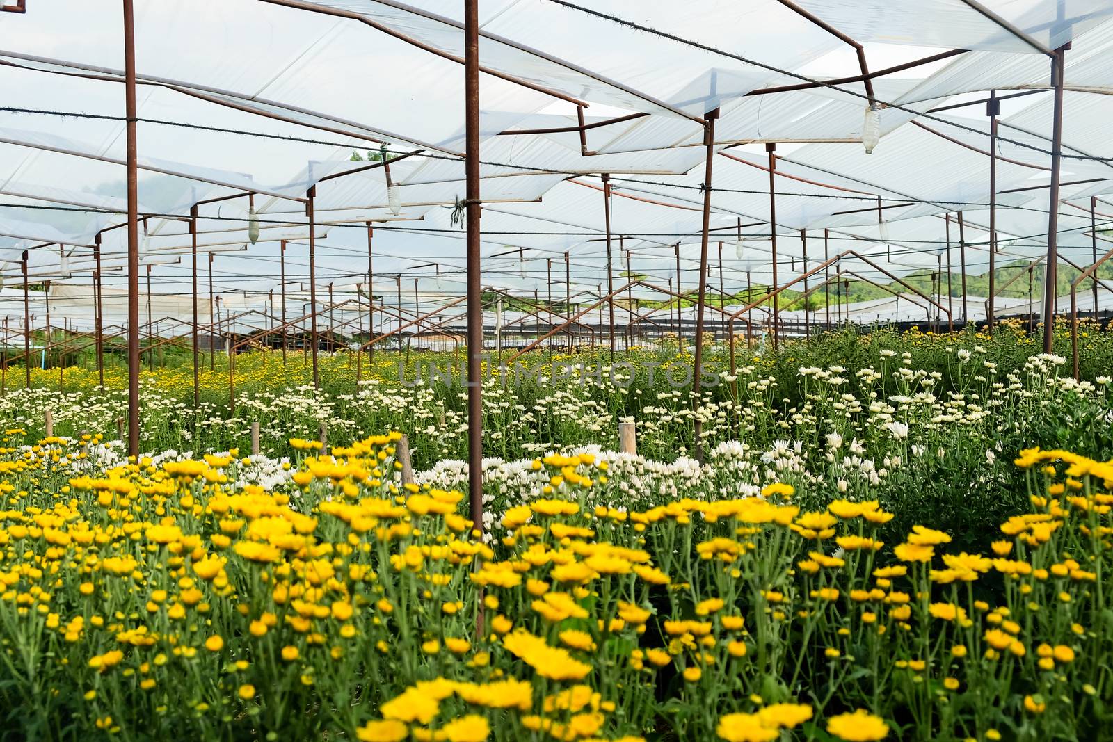 View of Gerbera cultivated flower beds and chrysanthemum flowers are being cultivated on a farm in Saraburi, Thailand