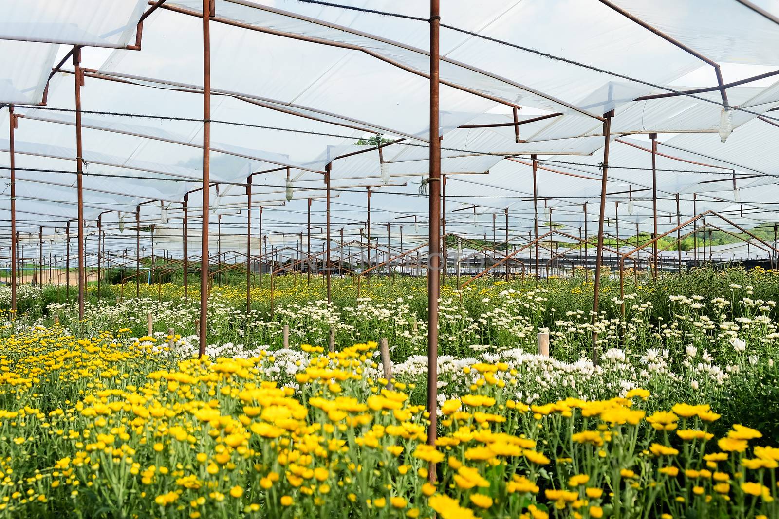 View of Gerbera cultivated flower beds and chrysanthemum flowers are being cultivated on a farm in Saraburi, Thailand