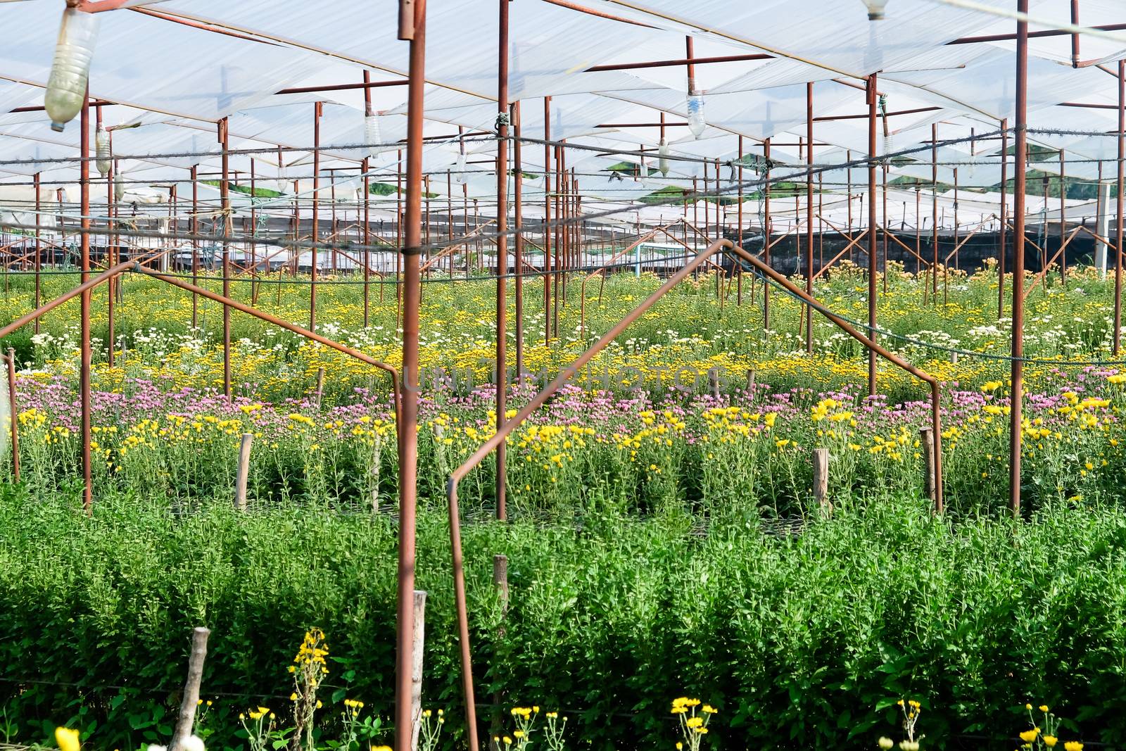 View of Gerbera cultivated flower beds and chrysanthemum flowers are being cultivated on a farm in Saraburi, Thailand