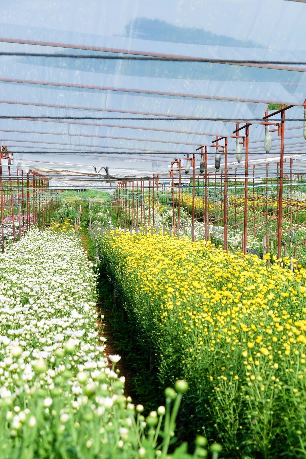View of Gerbera cultivated flower beds and chrysanthemum flowers are being cultivated on a farm in Saraburi, Thailand