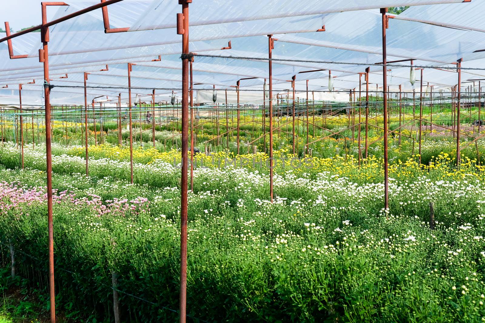 View of Gerbera cultivated flower beds and chrysanthemum flowers are being cultivated on a farm in Saraburi, Thailand