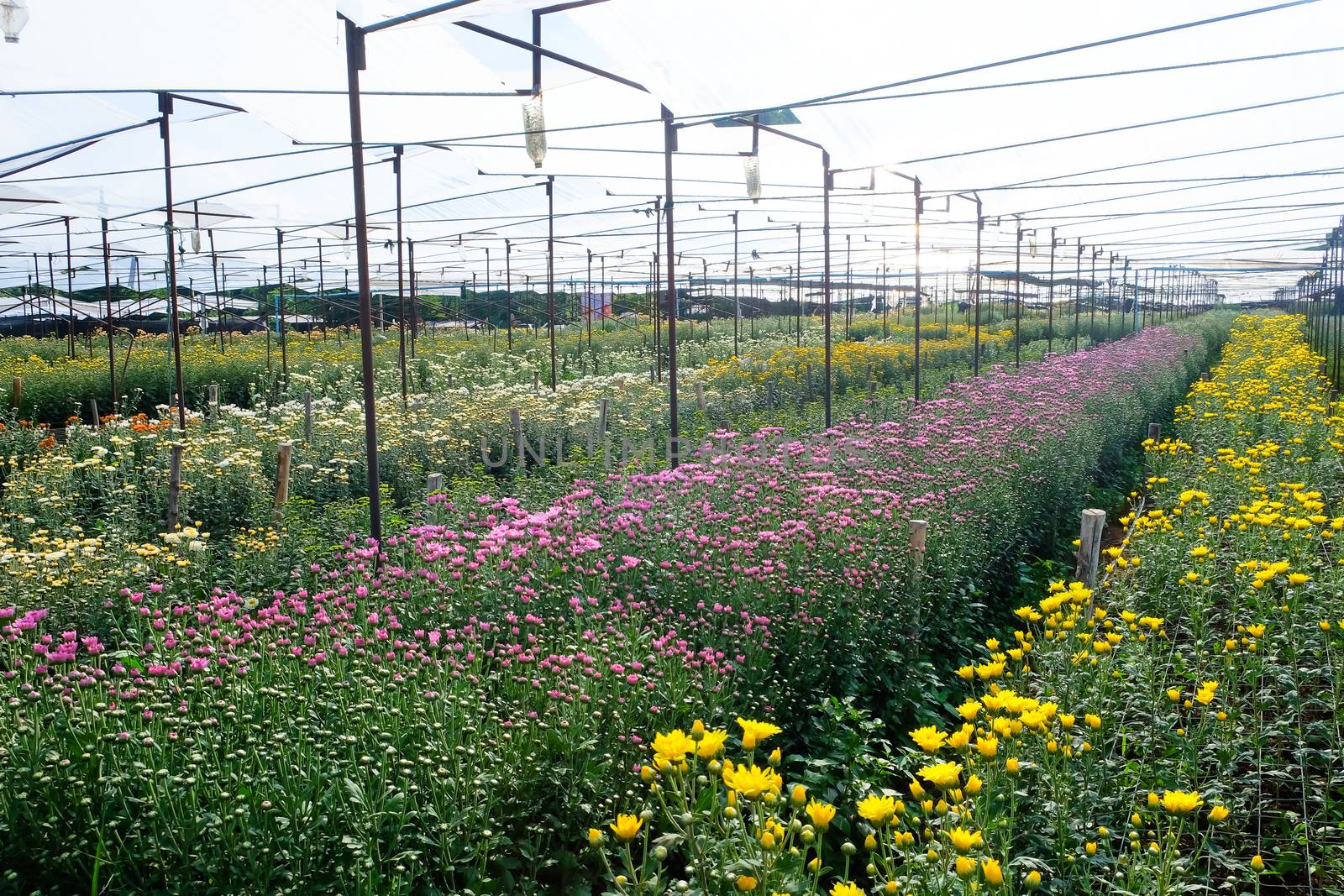 View of Gerbera cultivated flower beds and chrysanthemum flowers are being cultivated on a farm in Saraburi, Thailand