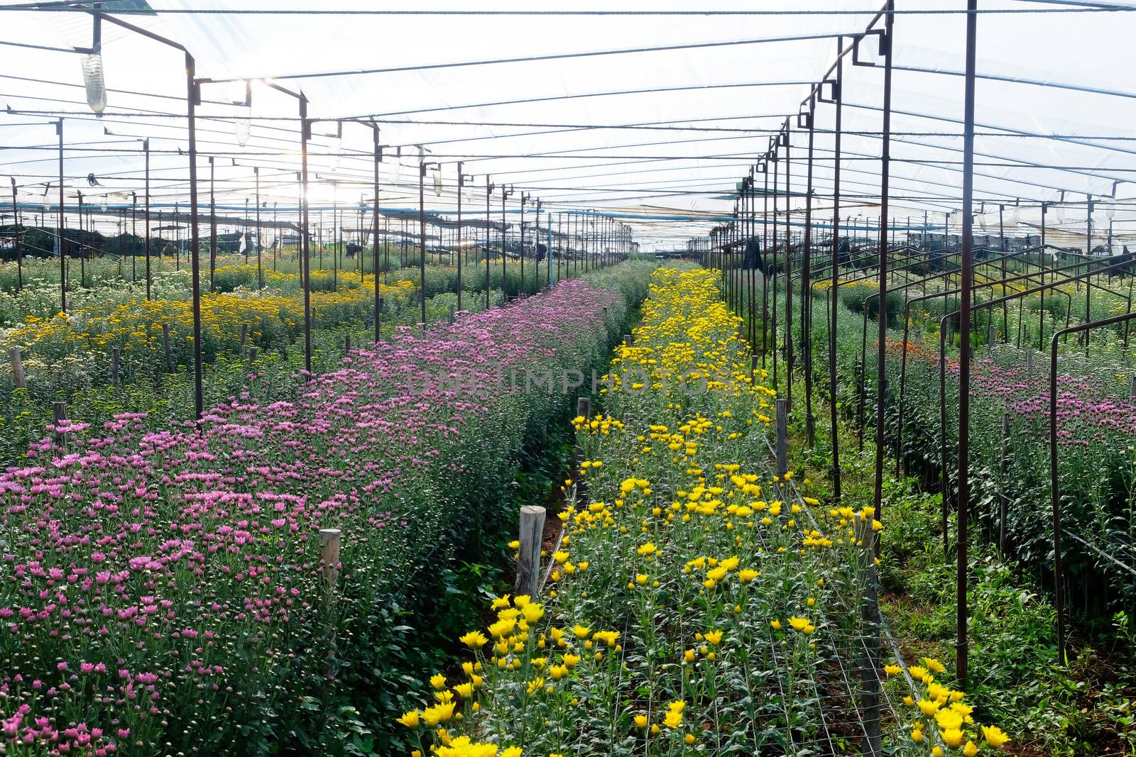 View of Gerbera cultivated flower beds and chrysanthemum flowers are being cultivated on a farm in Saraburi, Thailand