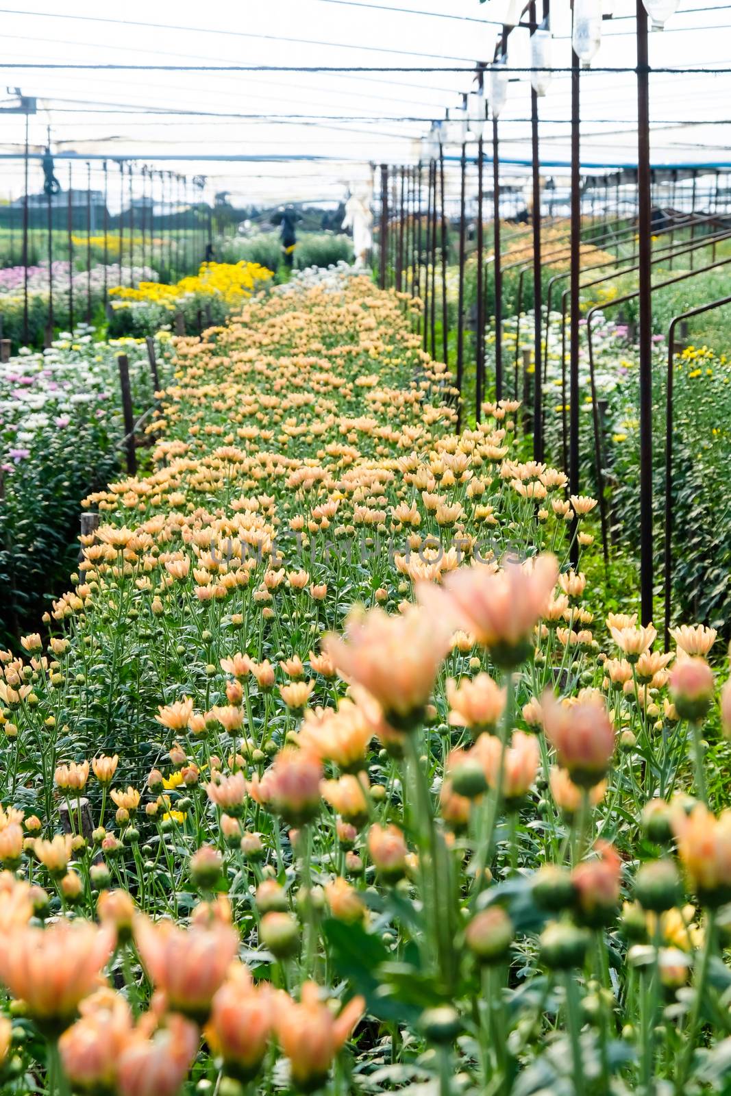 View of Gerbera cultivated flower beds and chrysanthemum flowers are being cultivated on a farm in Saraburi, Thailand