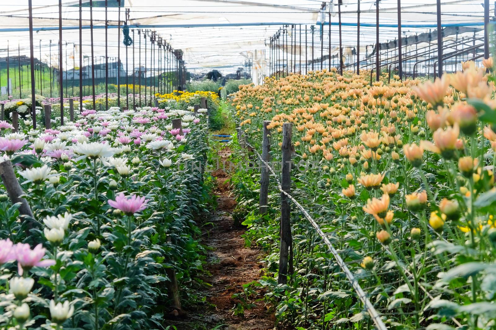 View of Gerbera cultivated flower beds and chrysanthemum flowers are being cultivated on a farm in Saraburi, Thailand