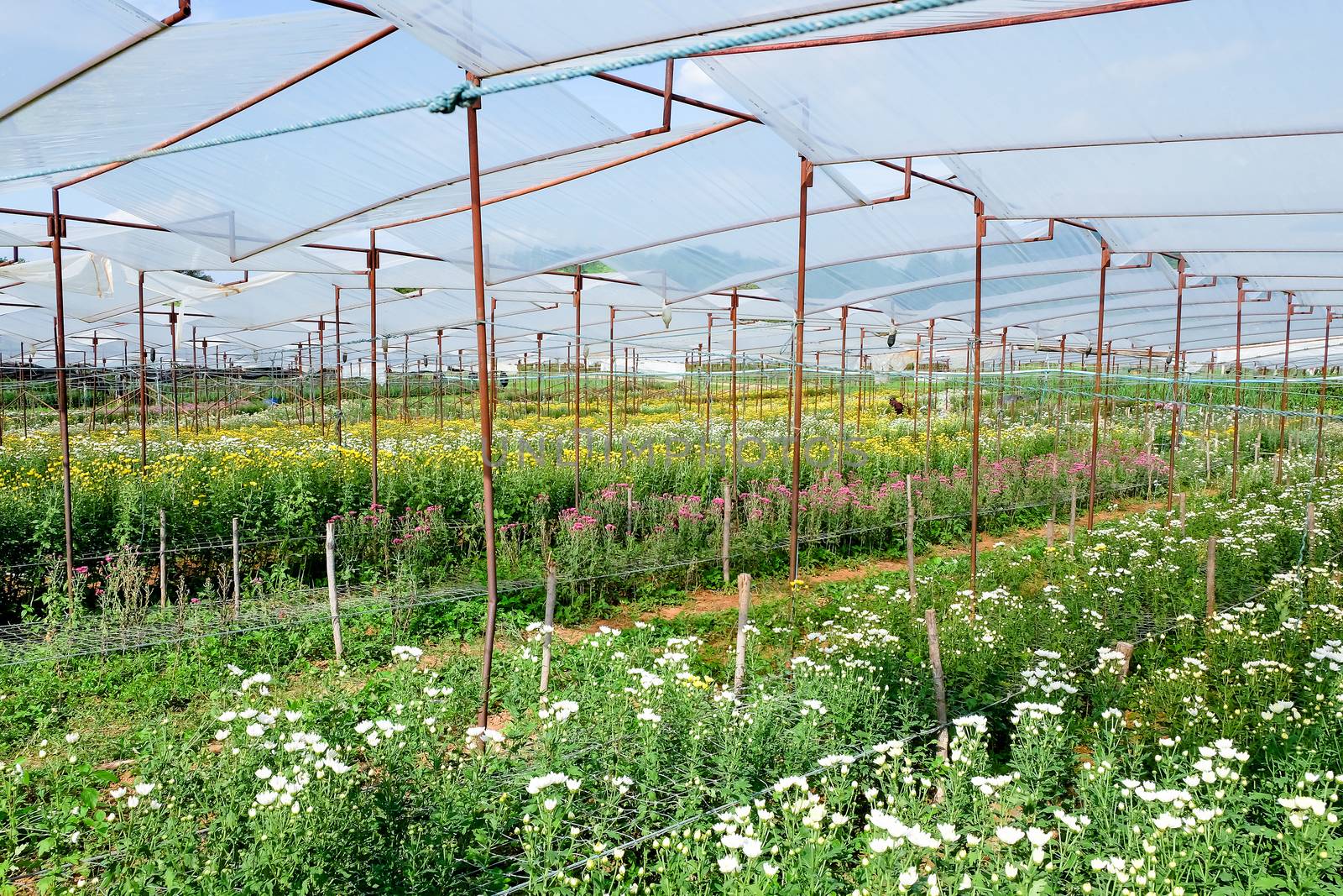View of Gerbera cultivated flower beds and chrysanthemum flowers are being cultivated on a farm in Saraburi, Thailand