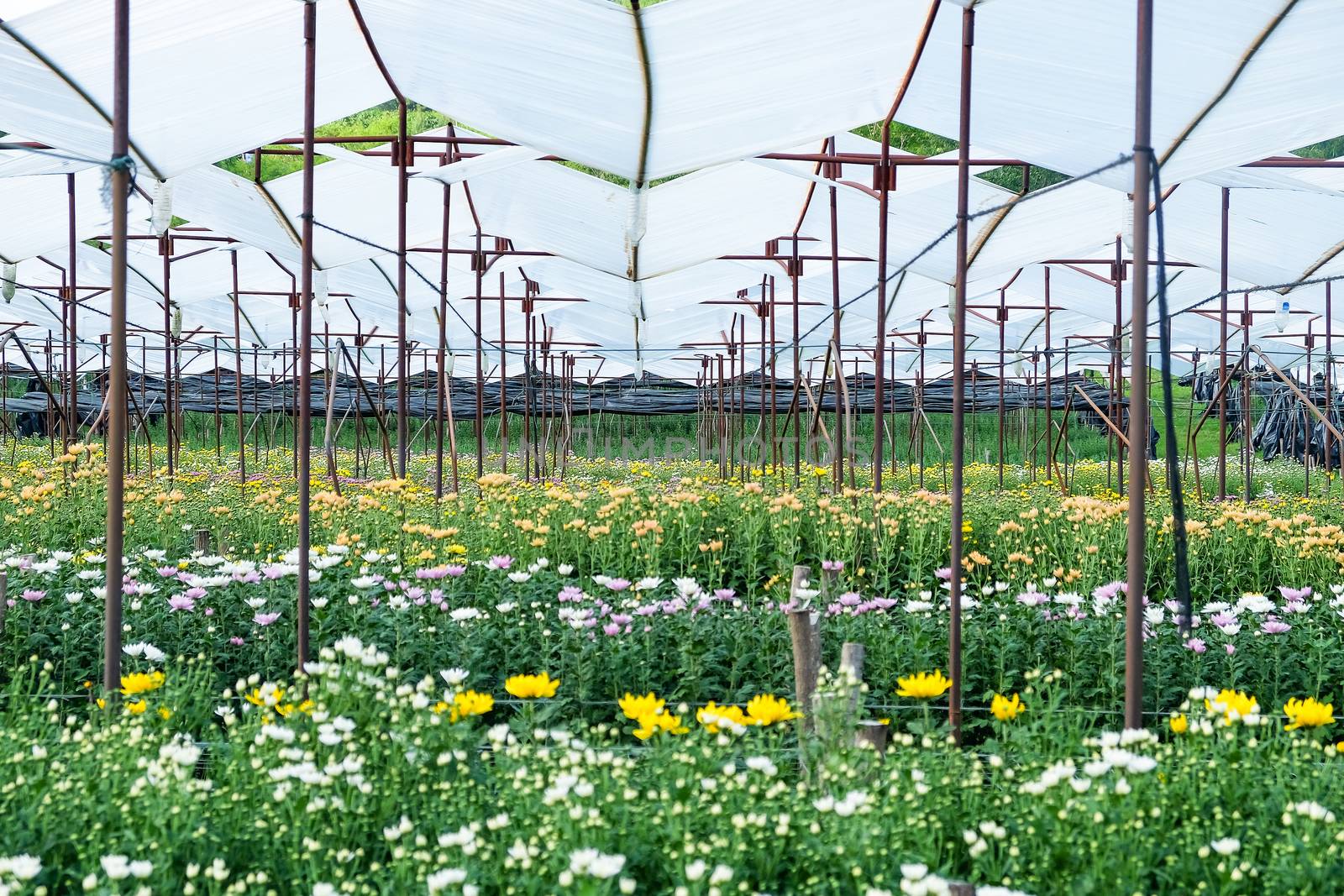 View of Gerbera cultivated flower beds and chrysanthemum flowers are being cultivated on a farm in Saraburi, Thailand