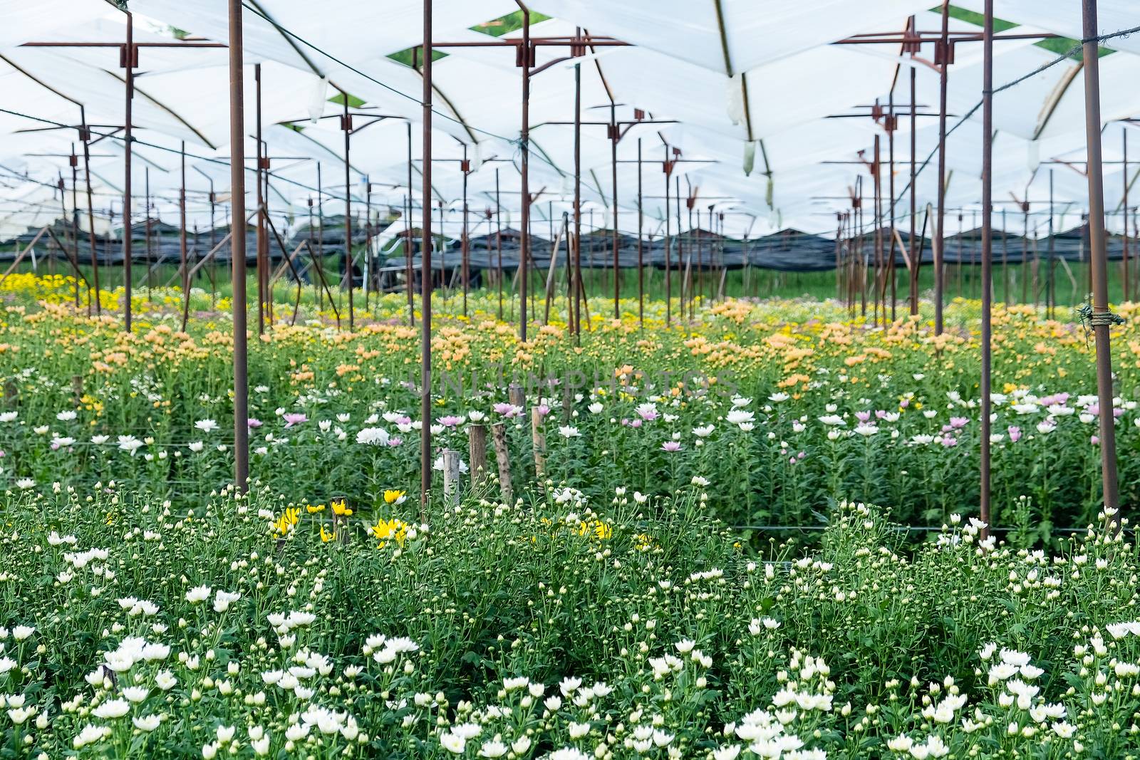 View of Gerbera cultivated flower beds and chrysanthemum flowers are being cultivated on a farm in Saraburi, Thailand