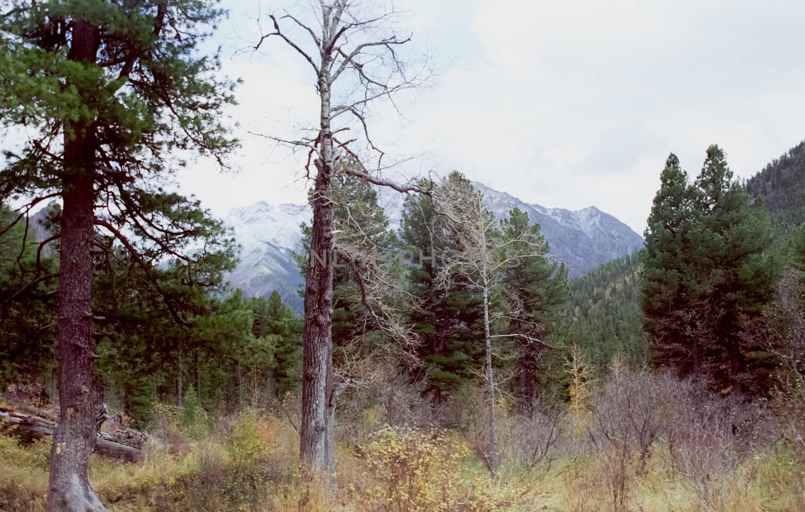 The mountains of the sayans. The nature of the mountains is sayan. Vegetation in the mountains