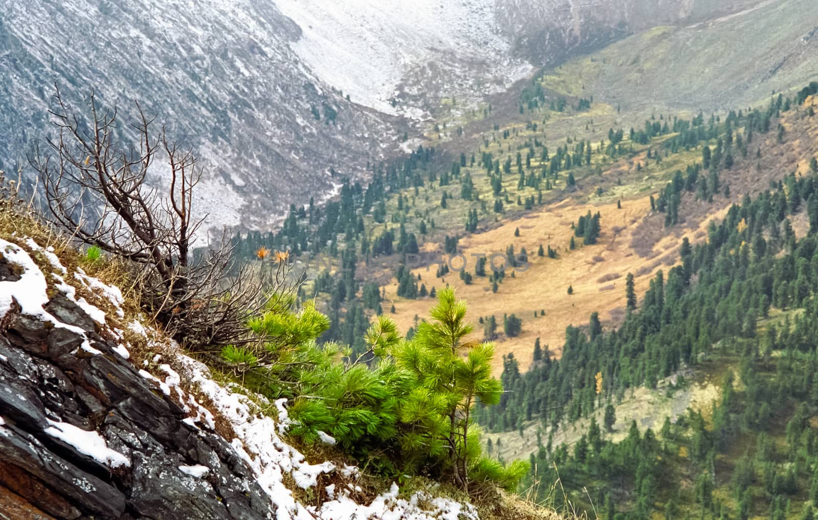 The mountains of the sayans. The nature of the mountains is sayan. Vegetation in the mountains