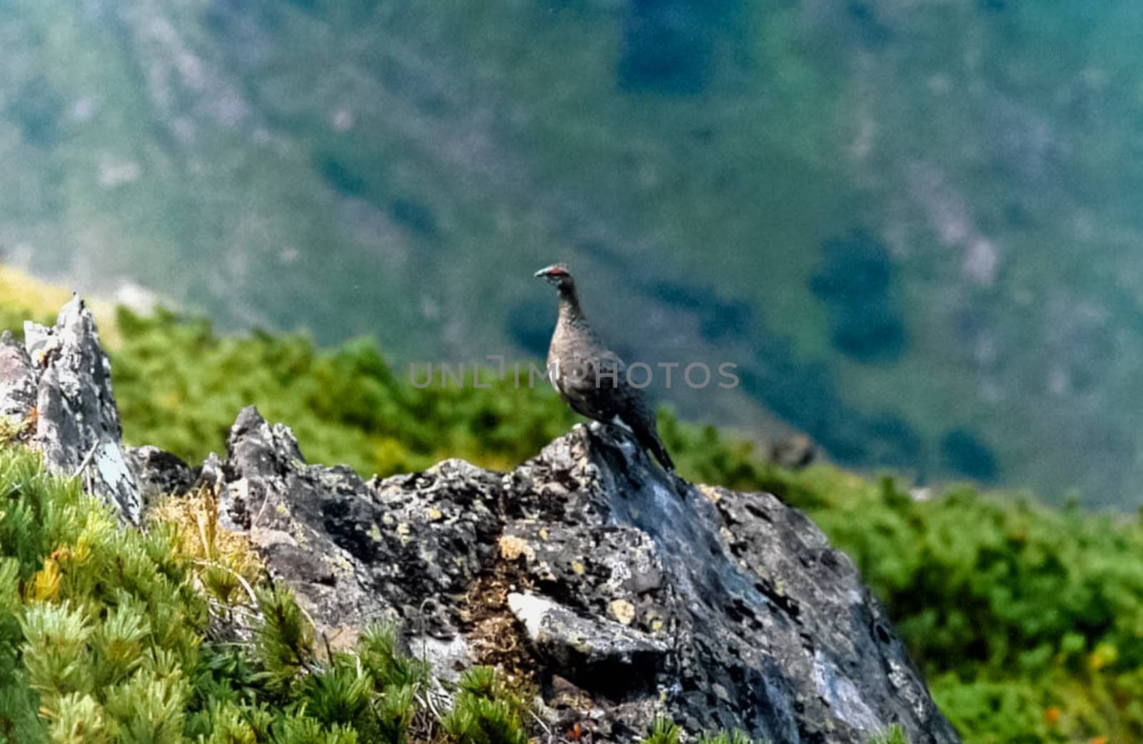 The mountains of the sayans. The nature of the mountains is sayan. Vegetation in the mountains