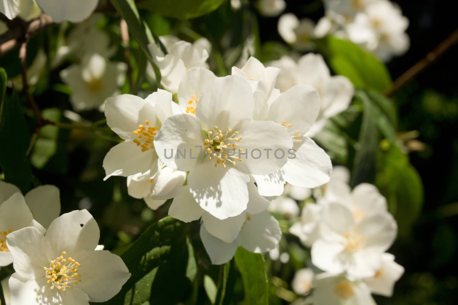 Blooming apple tree branches in spring close up