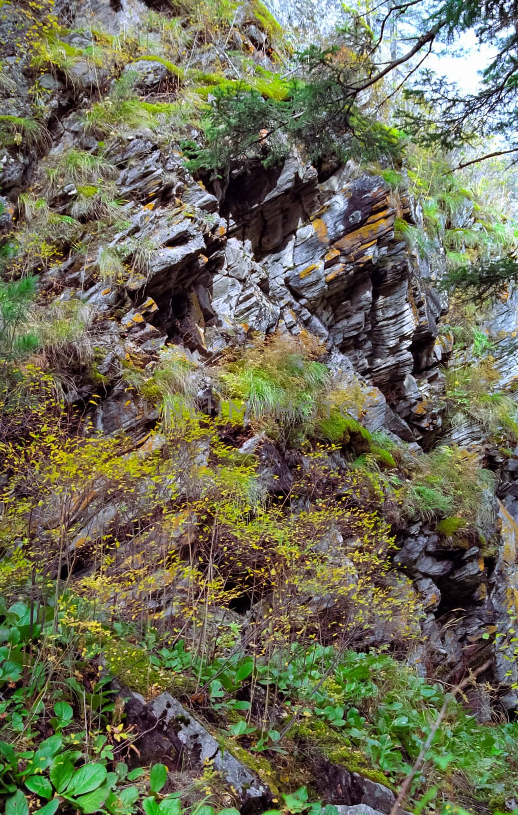 Nature in the mountains of Sayana. Russian taiga nature.