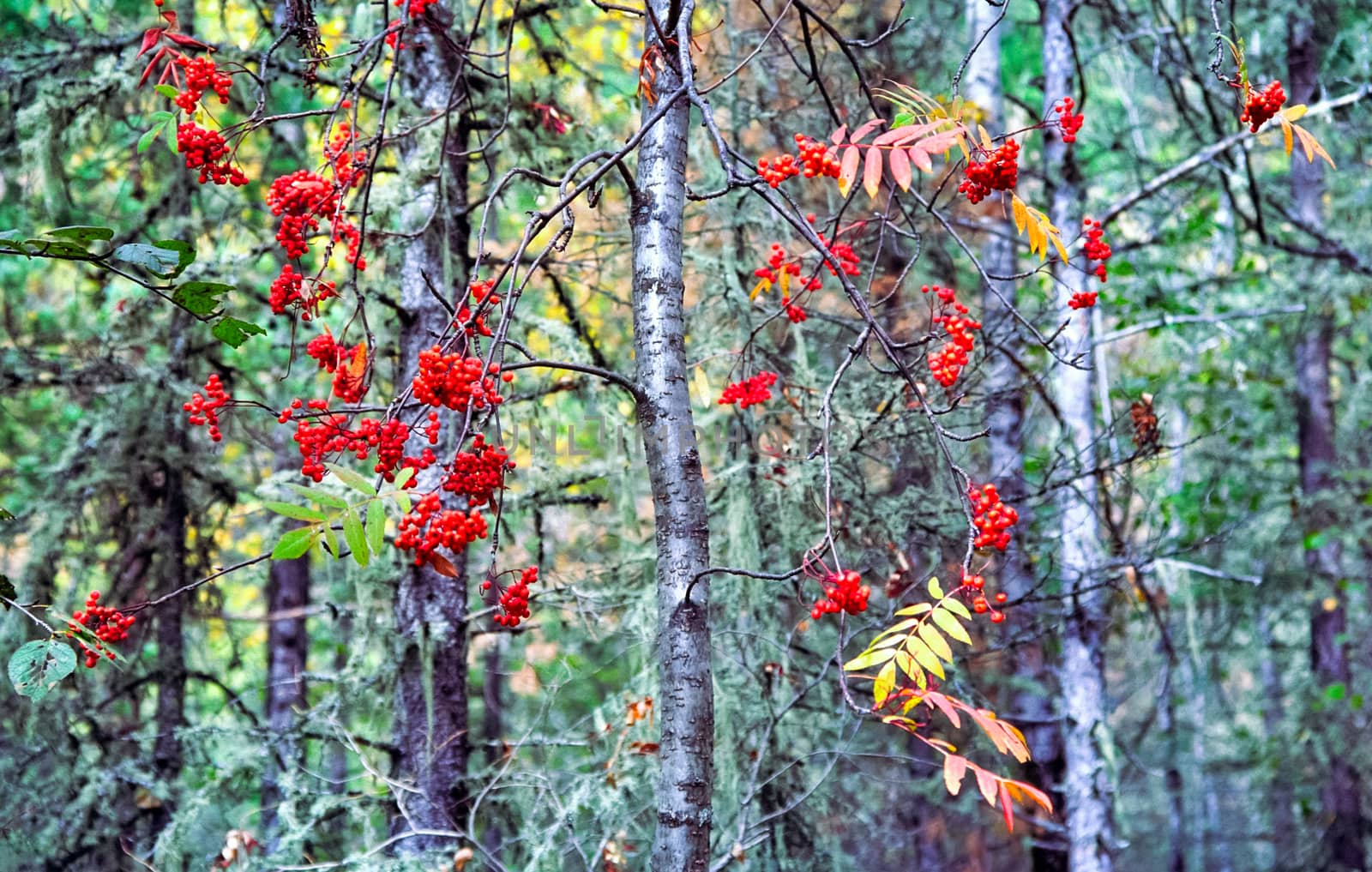 Nature in the mountains of Sayana. Russian taiga nature.