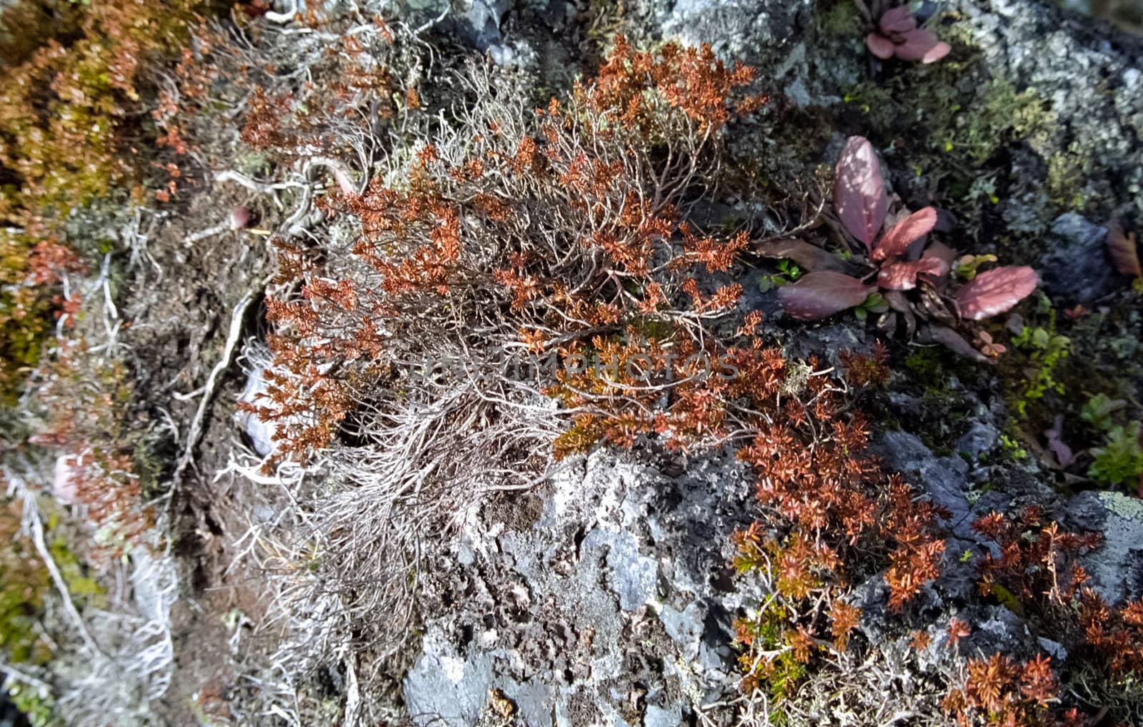 Nature in the mountains of Sayana. Russian taiga nature.