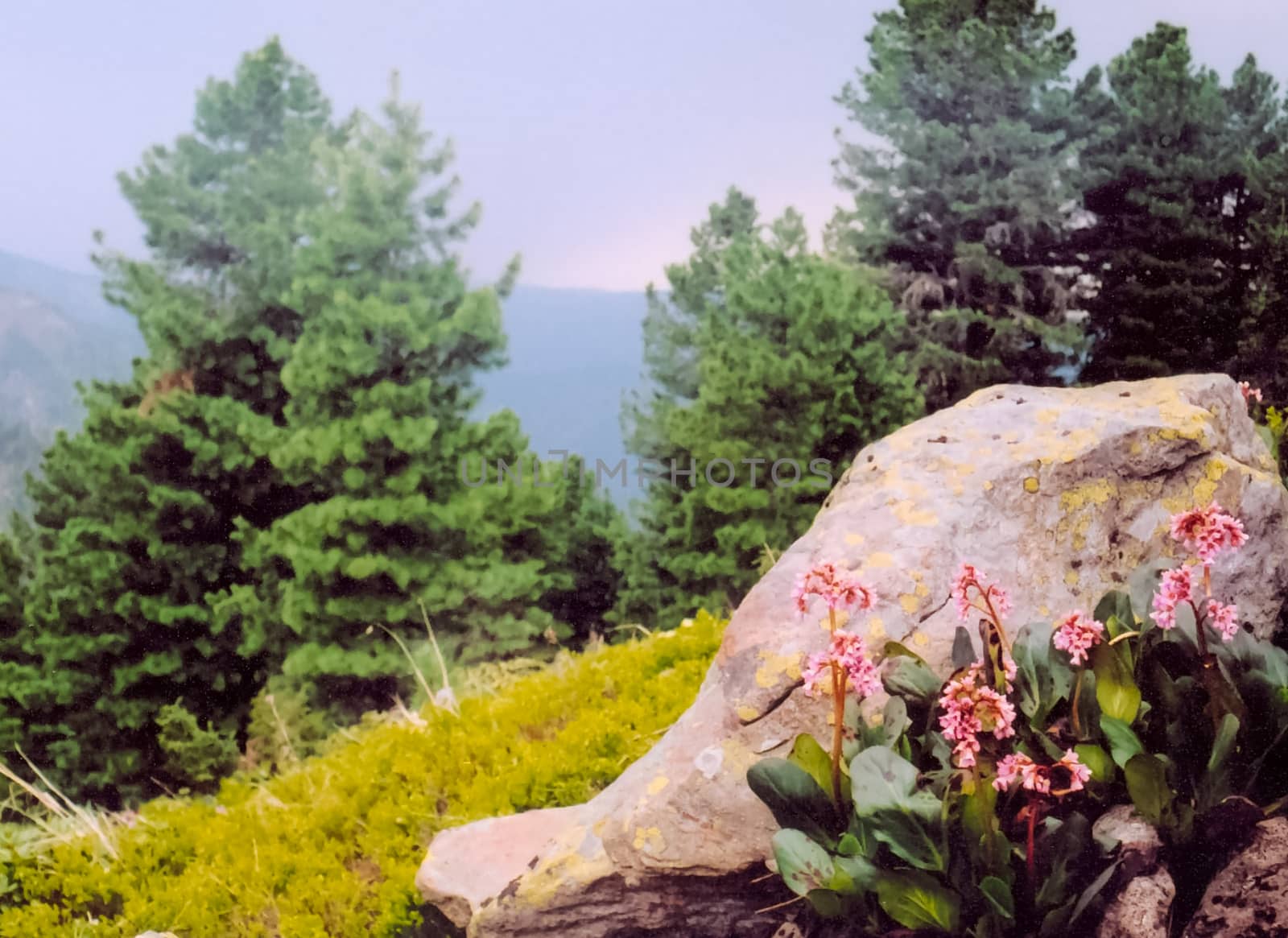 Nature in the mountains of Sayana. Russian taiga nature.