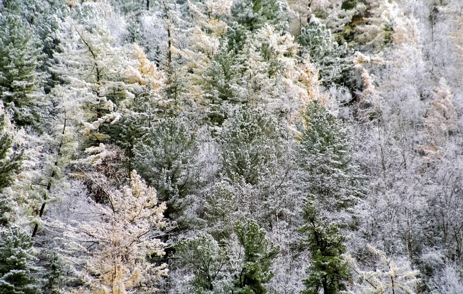 Snow and frost on tree branches and on grass. Winter in Sayan, nature of Russia