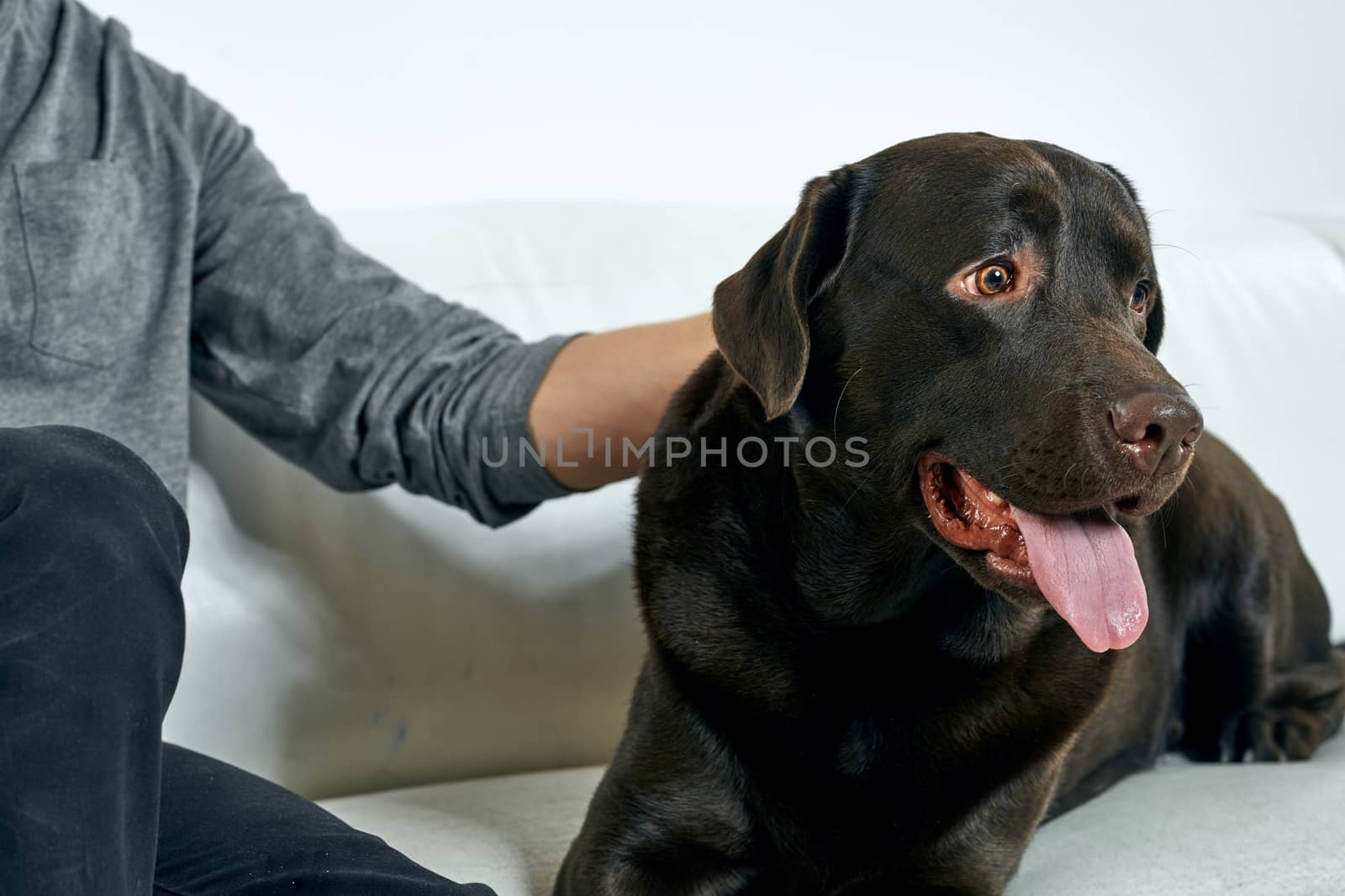 man with a black dog on a white sofa on a light background close-up cropped view pet human friend emotions fun by SHOTPRIME