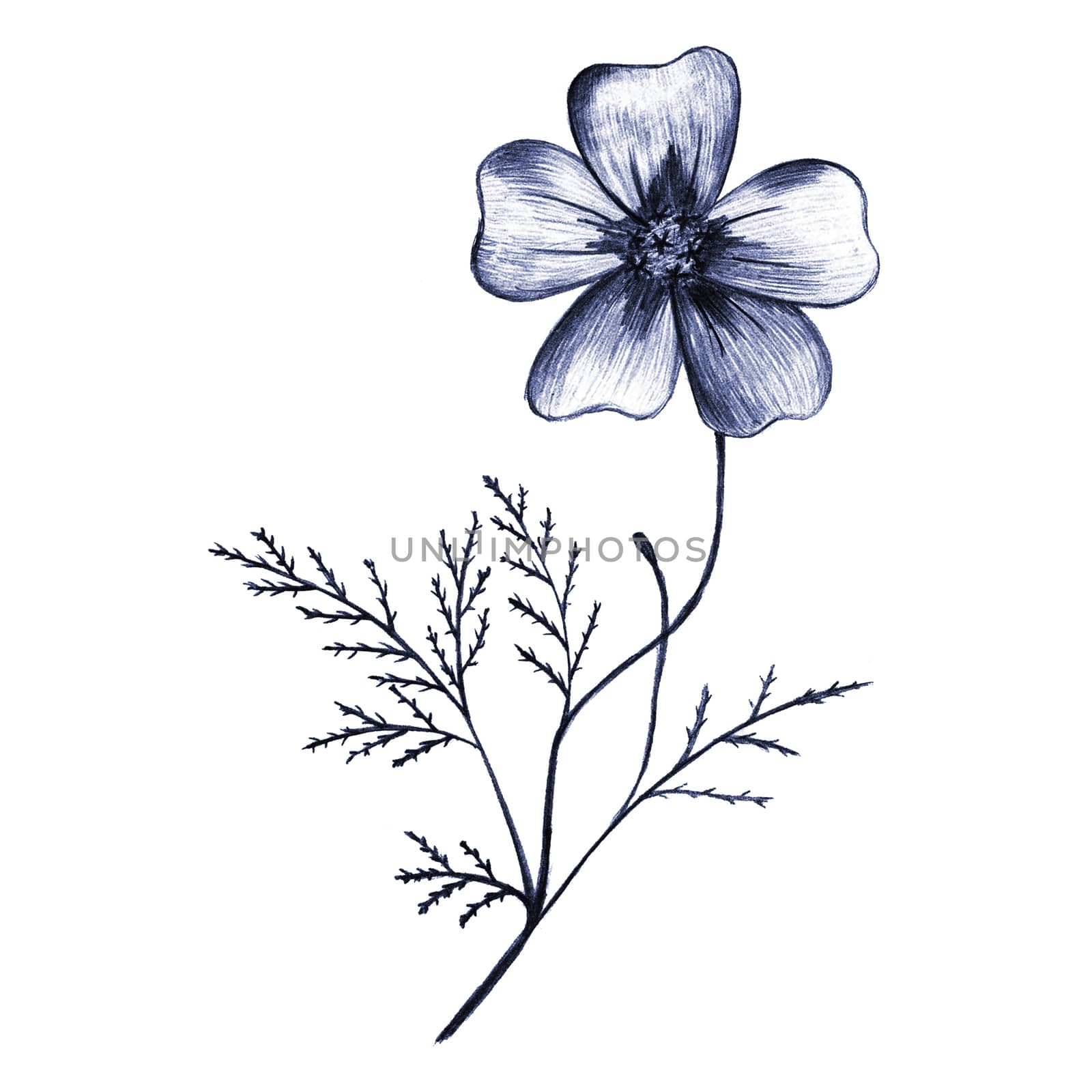 Blue Hand-Drawn Isolated Flower. Thin-leaved Marigolds Sketch. by Rina_Dozornaya