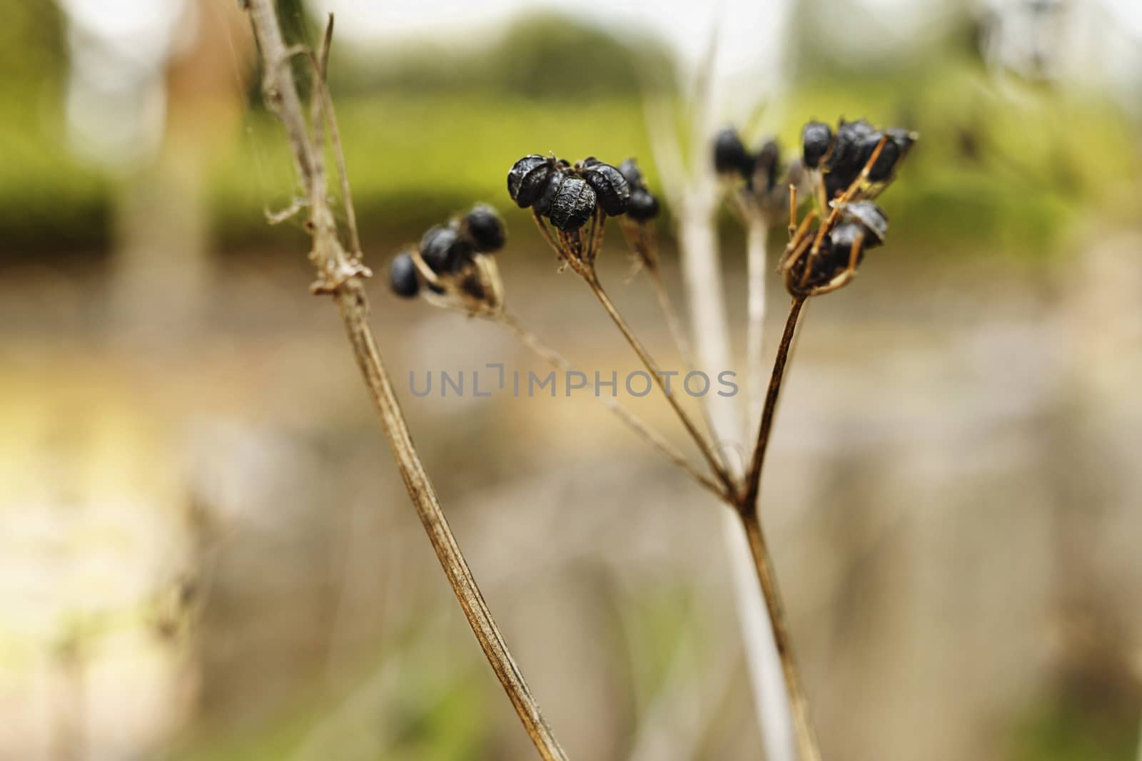 Black fruits of alexanders plant, edible flowering plant also known as horse parsley and smyrnium , beautiful seed pod