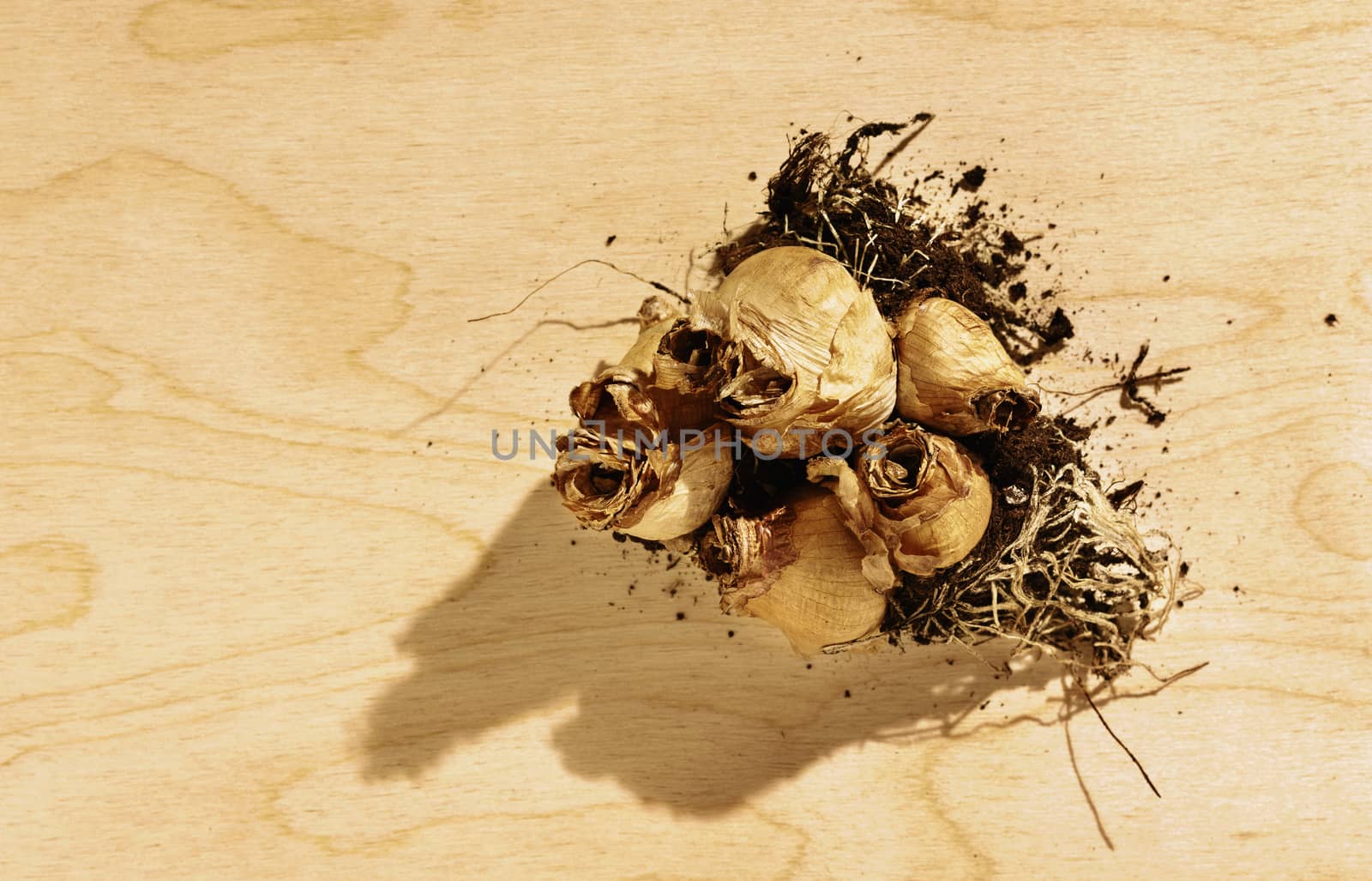 Group of small brown flower bulbs on wooden table , beautiful roots with soil