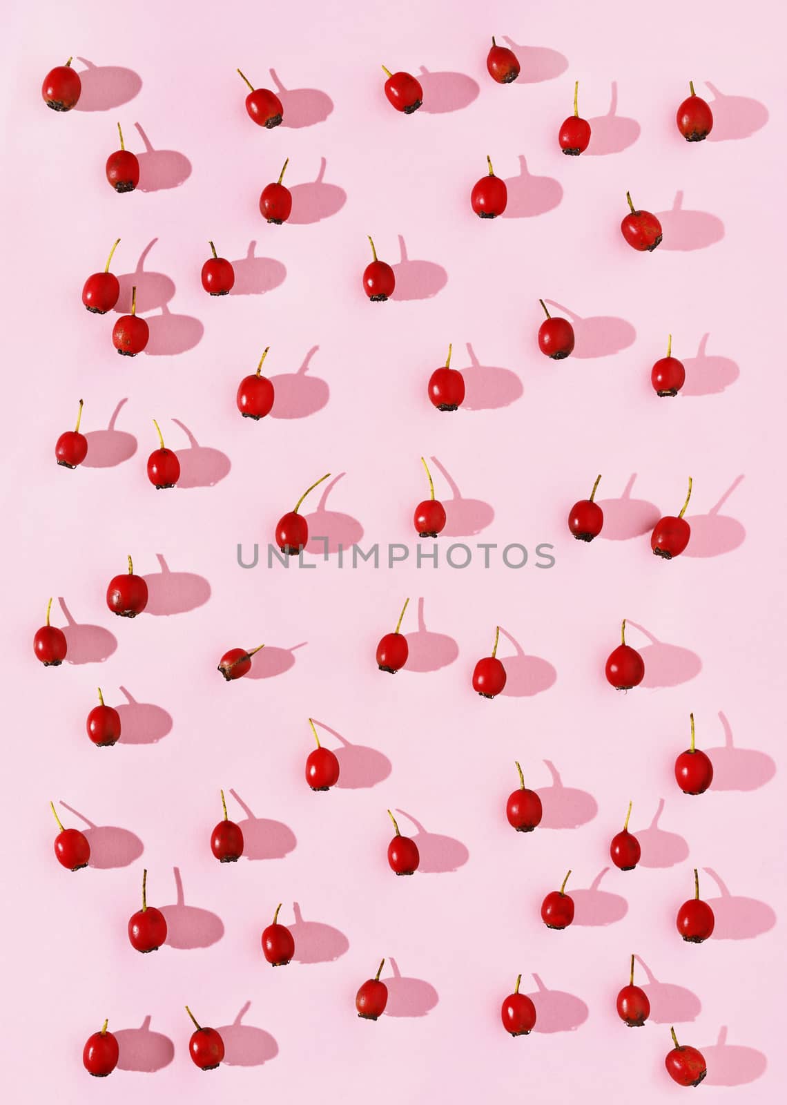 Overhead tiny red berries with twig on pink background ,beautiful shadows shape