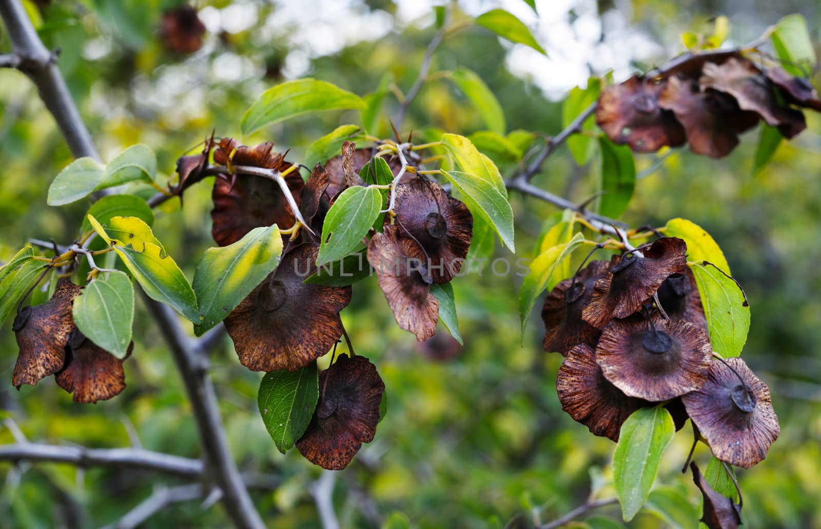 Brown fruits of paliurus spina -christi also called Jerusalem thorn or garland thorn , dry woody fruit with circular wing