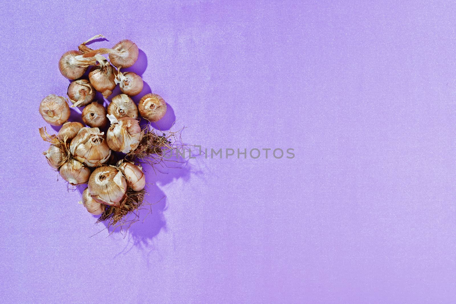 Group of small brown bulbs of iris flower on violet background
