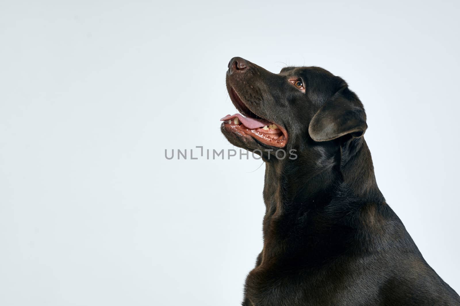 Purebred dog with black hair on a light background portrait, close-up, cropped view by SHOTPRIME