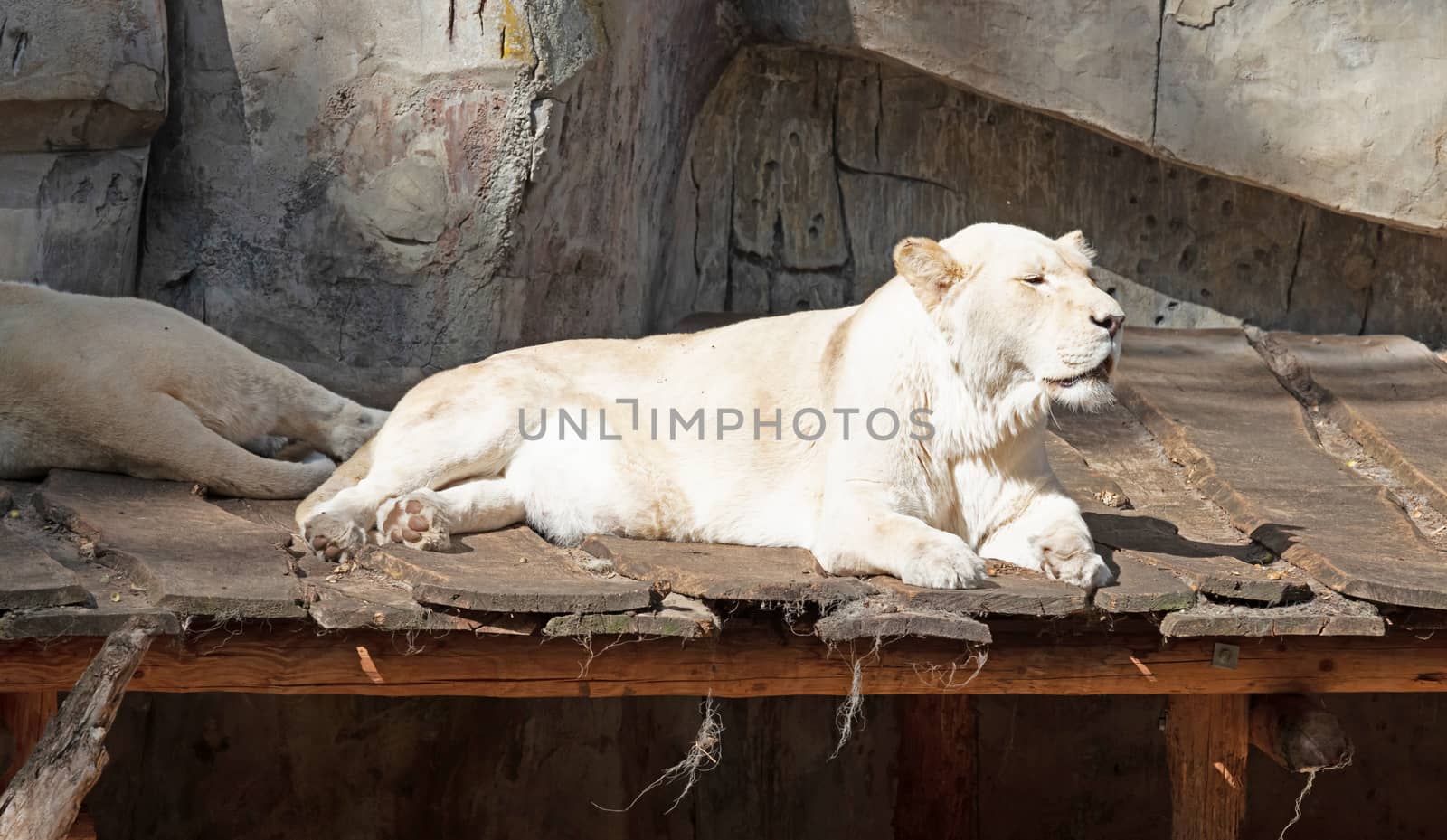 White lion resting on a scaffold, relaxing in the sun