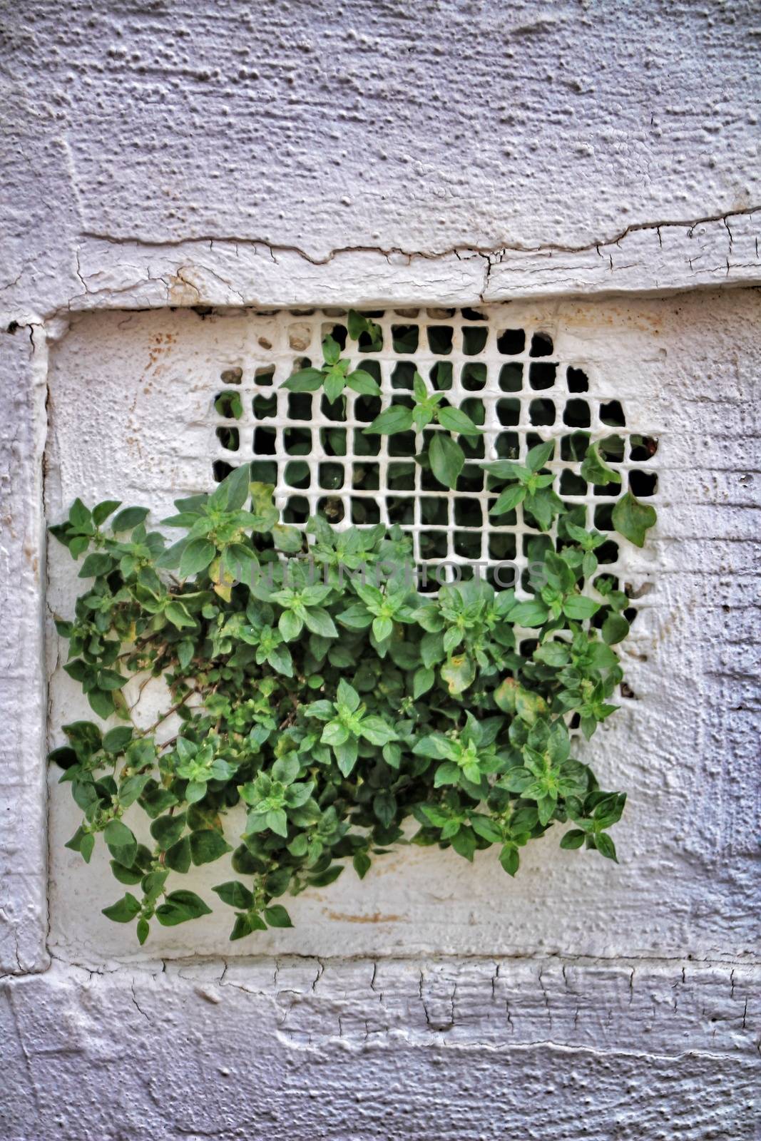 Green plant coming out of sewer. White background wall.