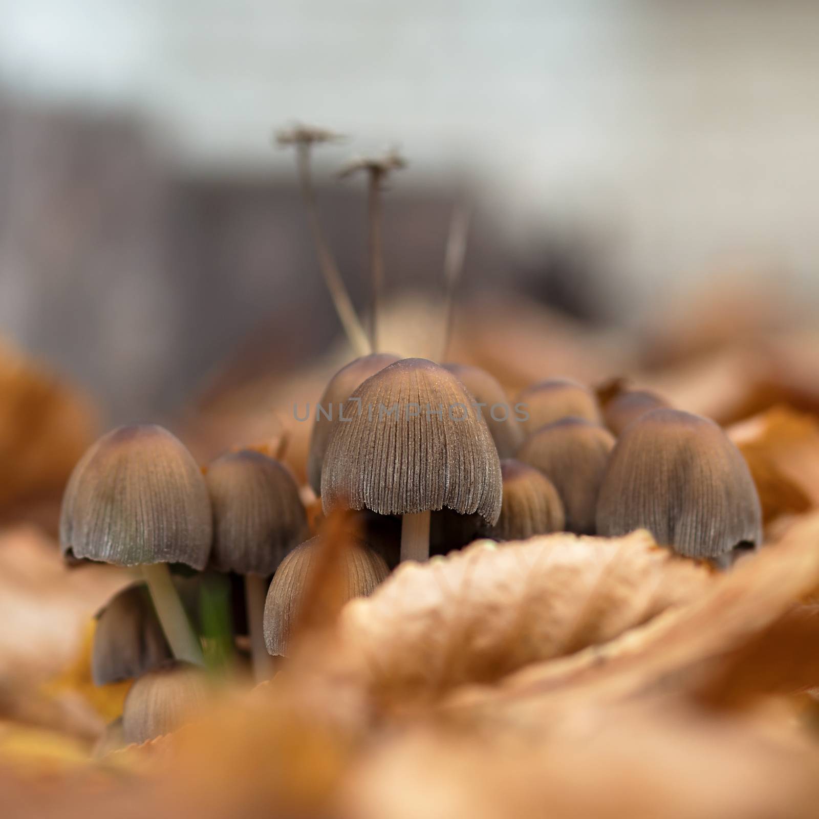 Mushrooms growing in the grass. Poisonous mushrooms. by Yurii73