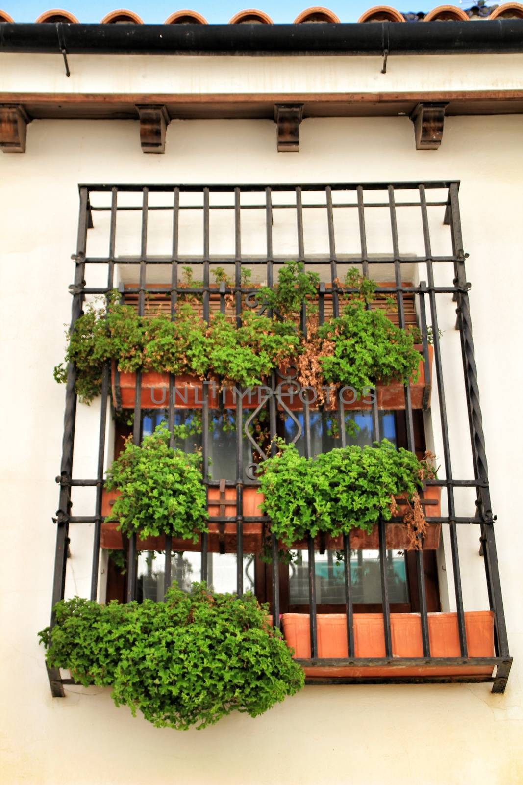 Old rusty wrought iron window with green plants on white facade in a house of Cordoba, Spain