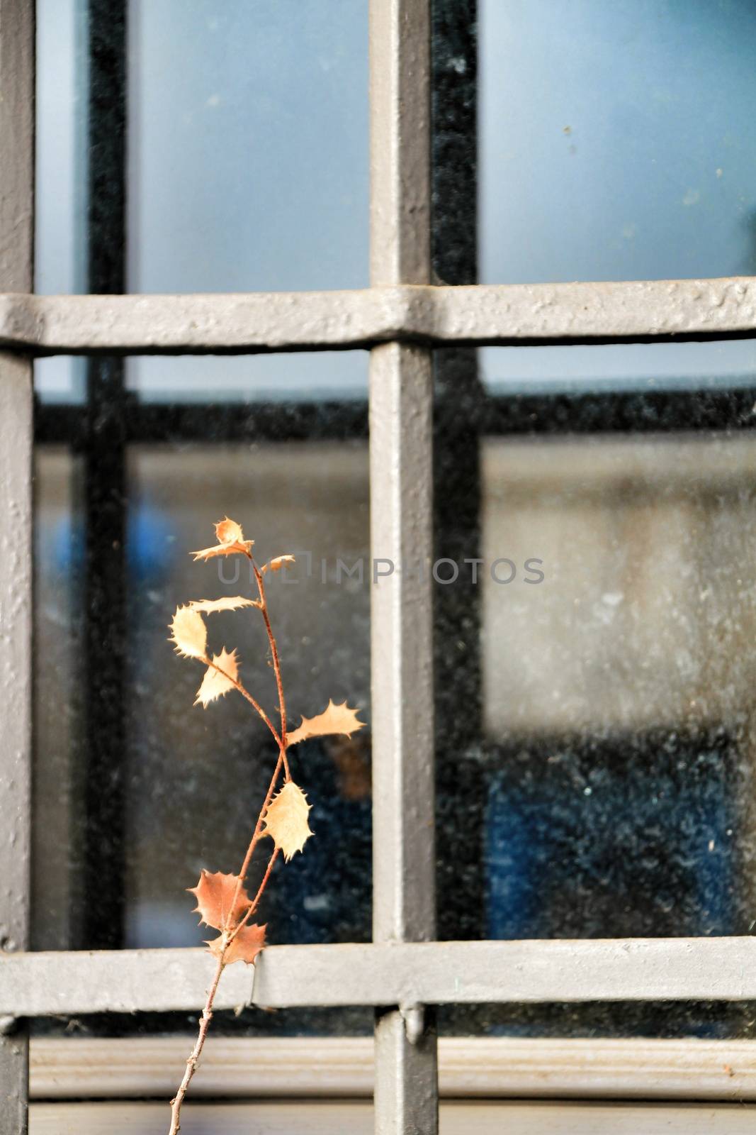 Dry and dead plant in a latticed window