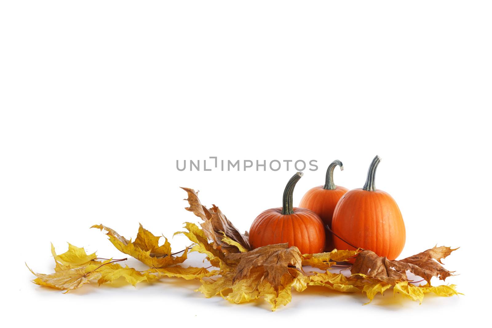 Pumpkins and fall maple leaves isolated on white background