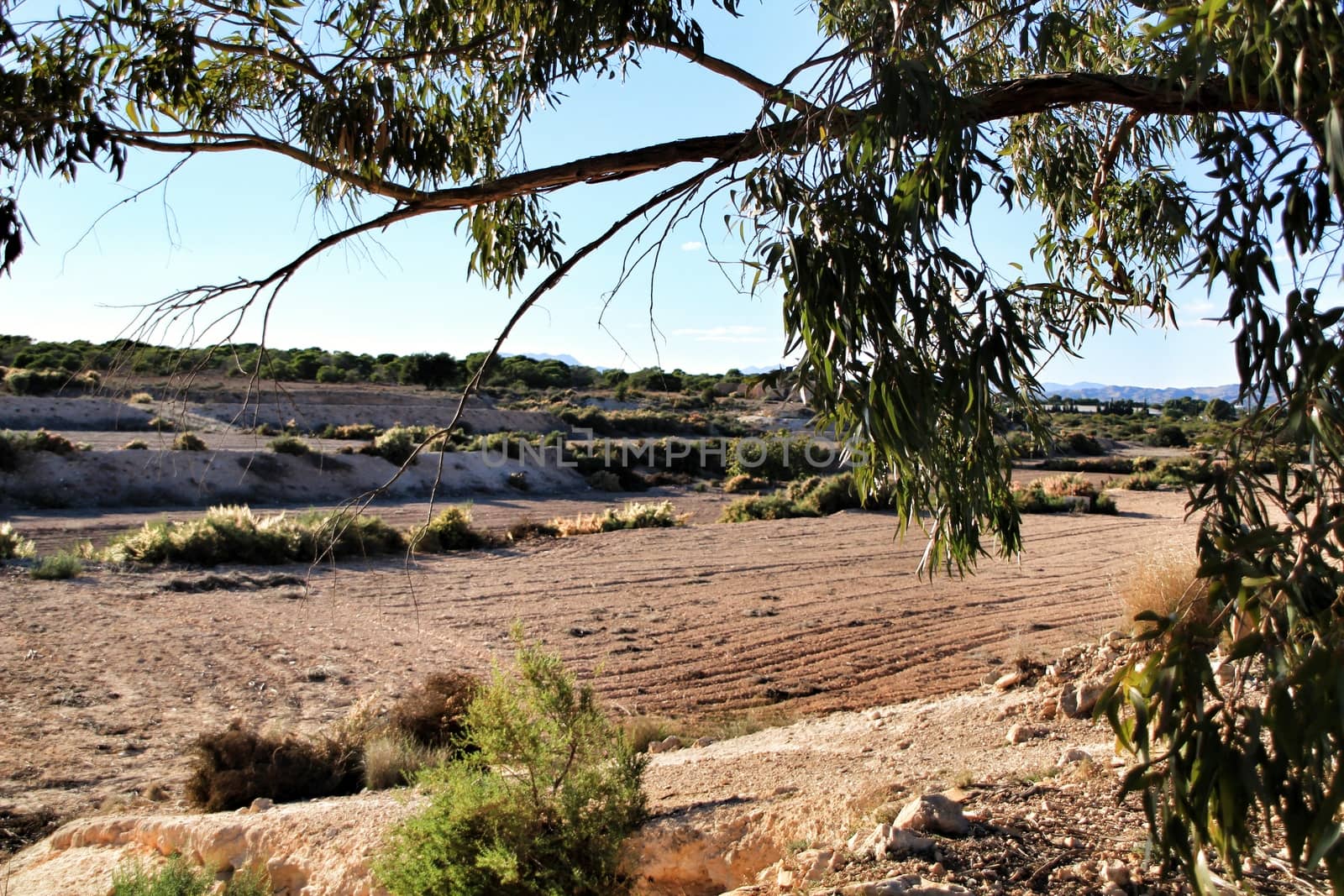 Countryside landscape with autochthon bushes and conifers in Alicante, Spain