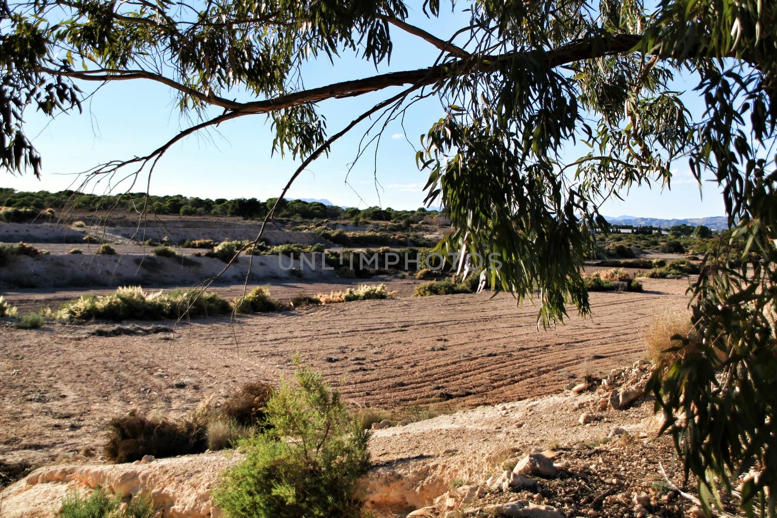 Countryside landscape with autochthon bushes and eucalyptus trees in Alicante, Spain