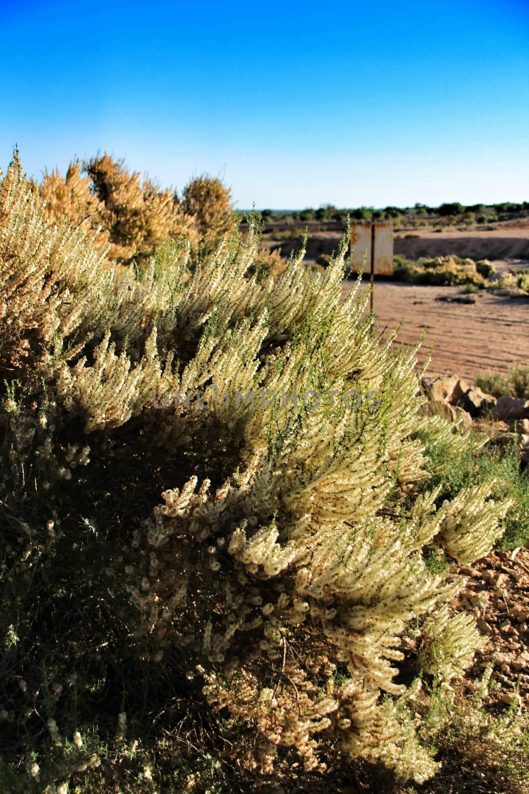 Countryside landscape with autochthon bushes and eucalyptus trees in Alicante, Spain