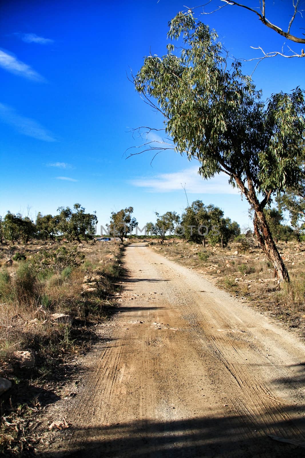 Countryside landscape and path with autochthon bushes by soniabonet