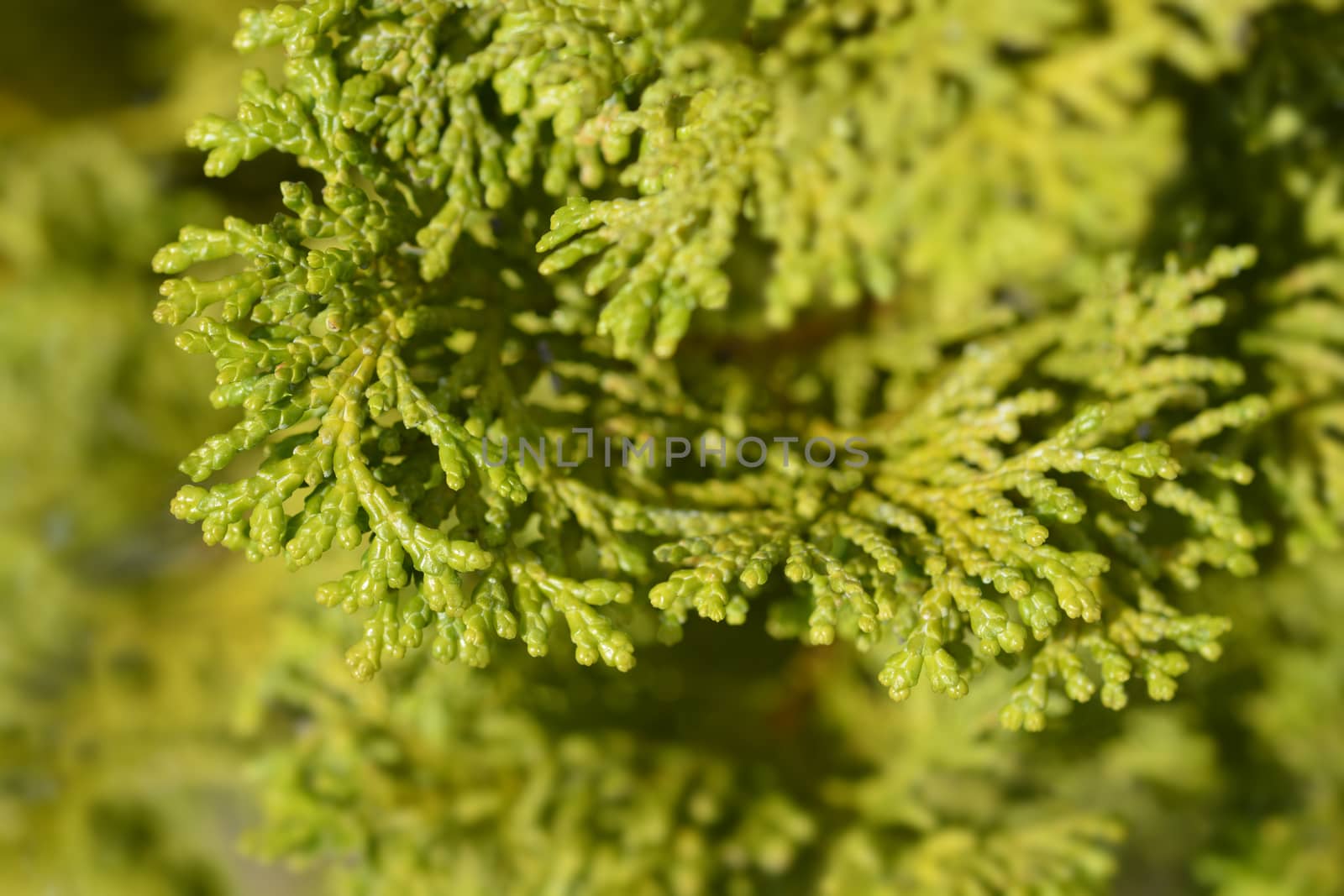 Hinoki cypress Nana Gracils - Latin name - Chamaecyparis obtusa Nana Gracils