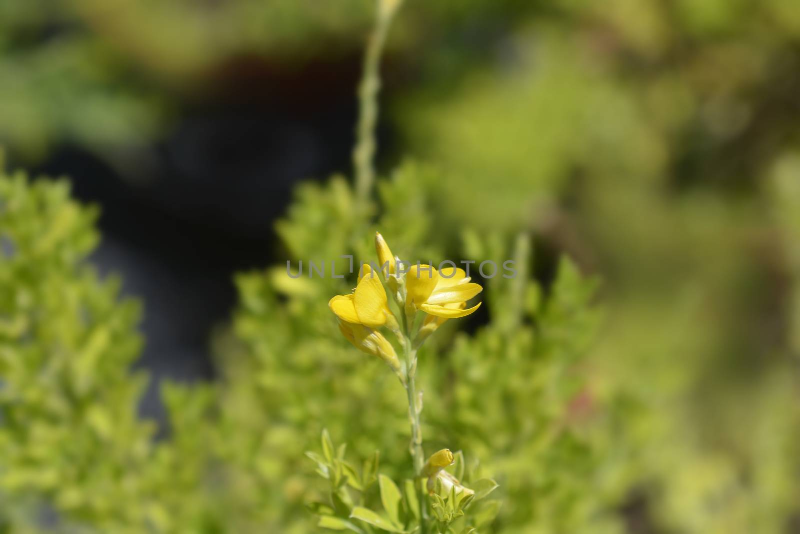 Easter broom flowers - Latin name - Genista x spachiana