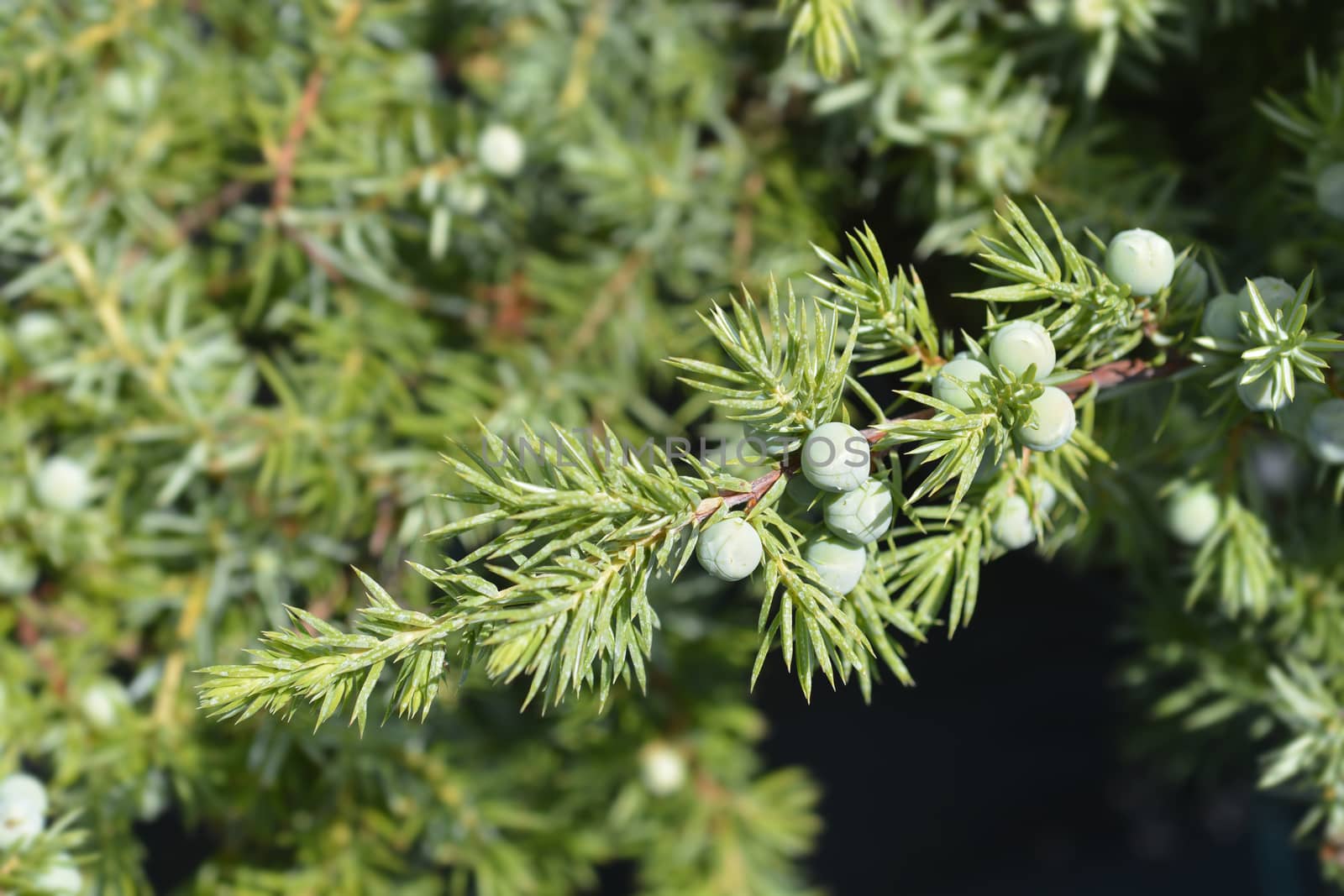 Shore Juniper Schlager branch - Latin name - Juniperus conferta Schlager