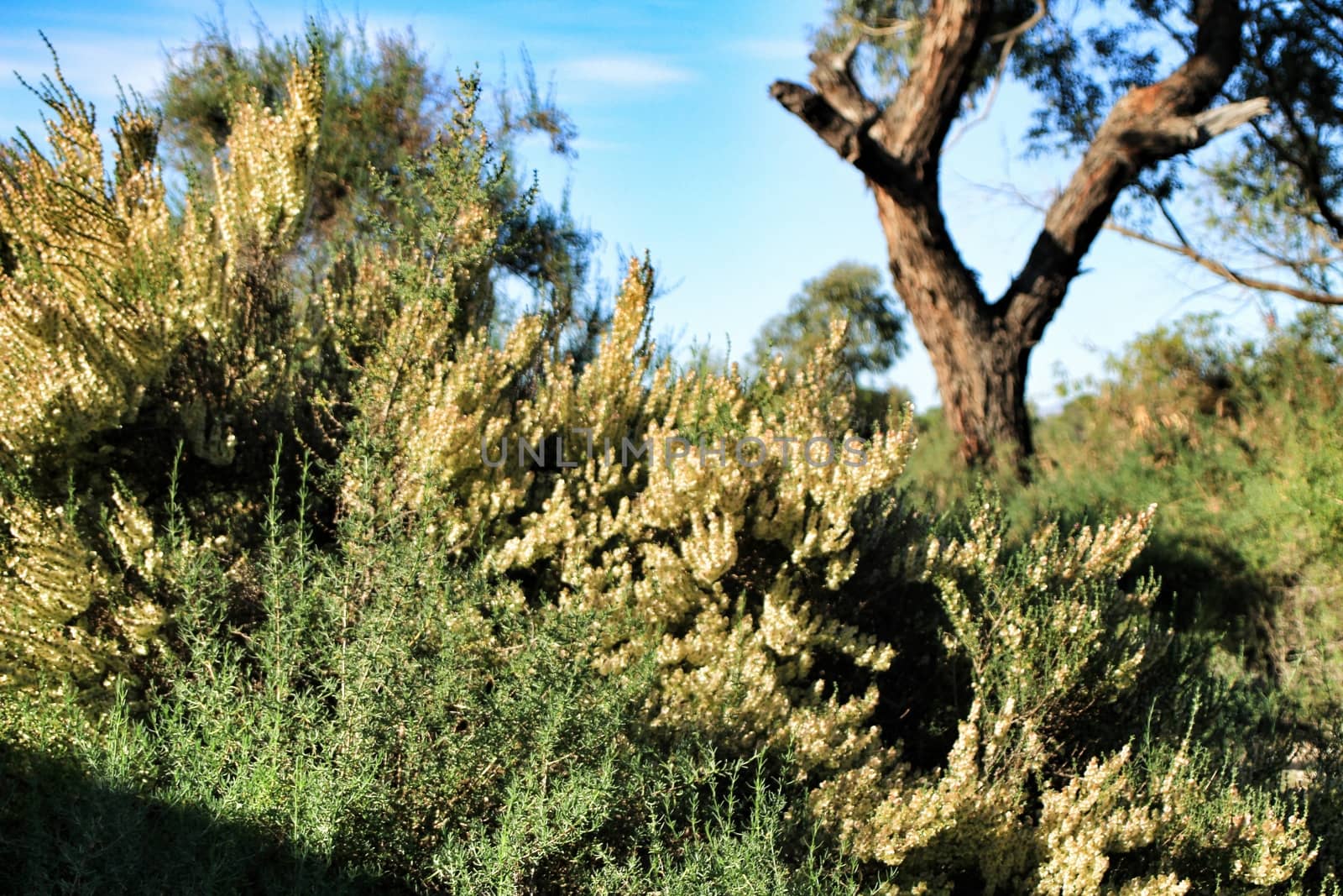 Countryside landscape with autochthon bushes and eucalyptus trees in Alicante, Spain