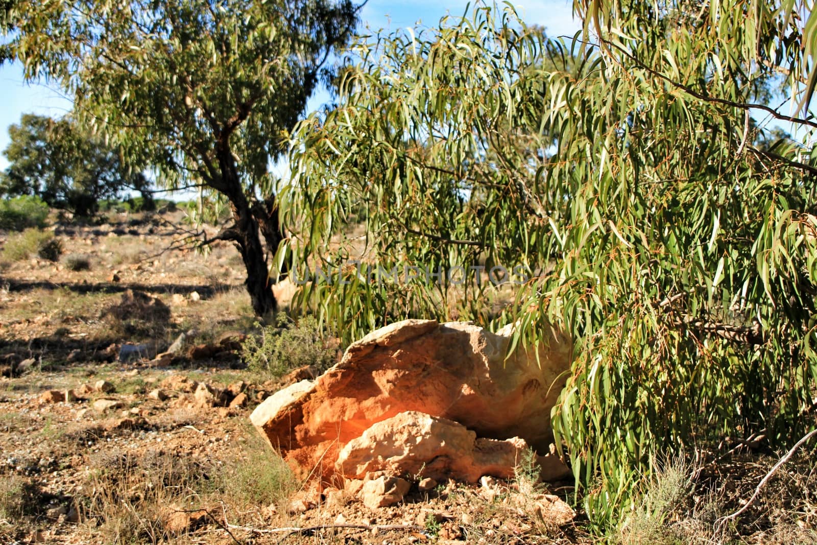 Countryside landscape with autochthon bushes and eucalyptus trees in Alicante, Spain