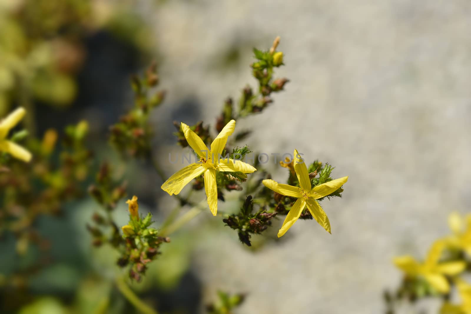 Mountain St Johns Wort by nahhan