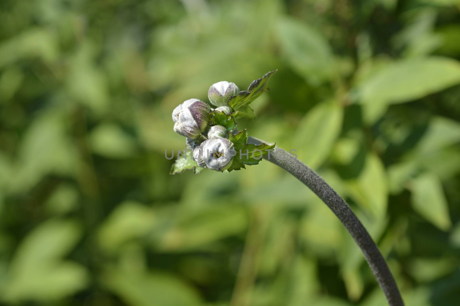 Japanese anemone Koenigin Charlotte by nahhan