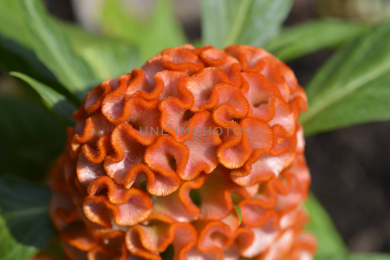 Twisted Orange Cockscomb - Latin name - Celosia argentea var. cristata Twisted Orange